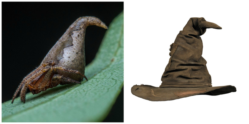 (Photo: Indian Journal Of Arachnology & Pottermore.com)